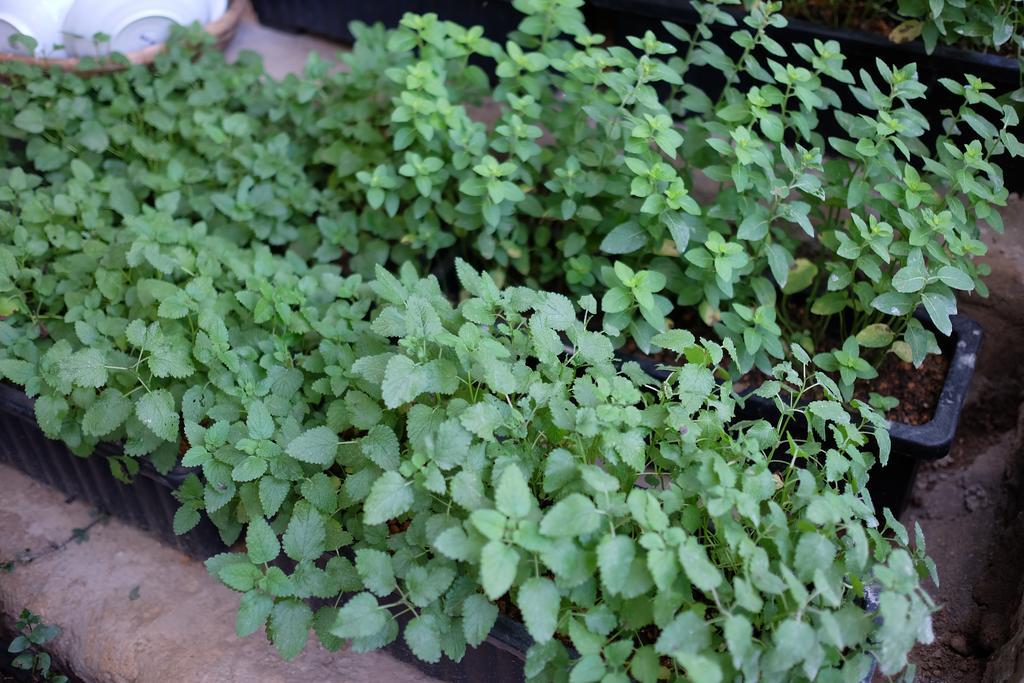 Lang Boho Homestay Dalat Luaran gambar